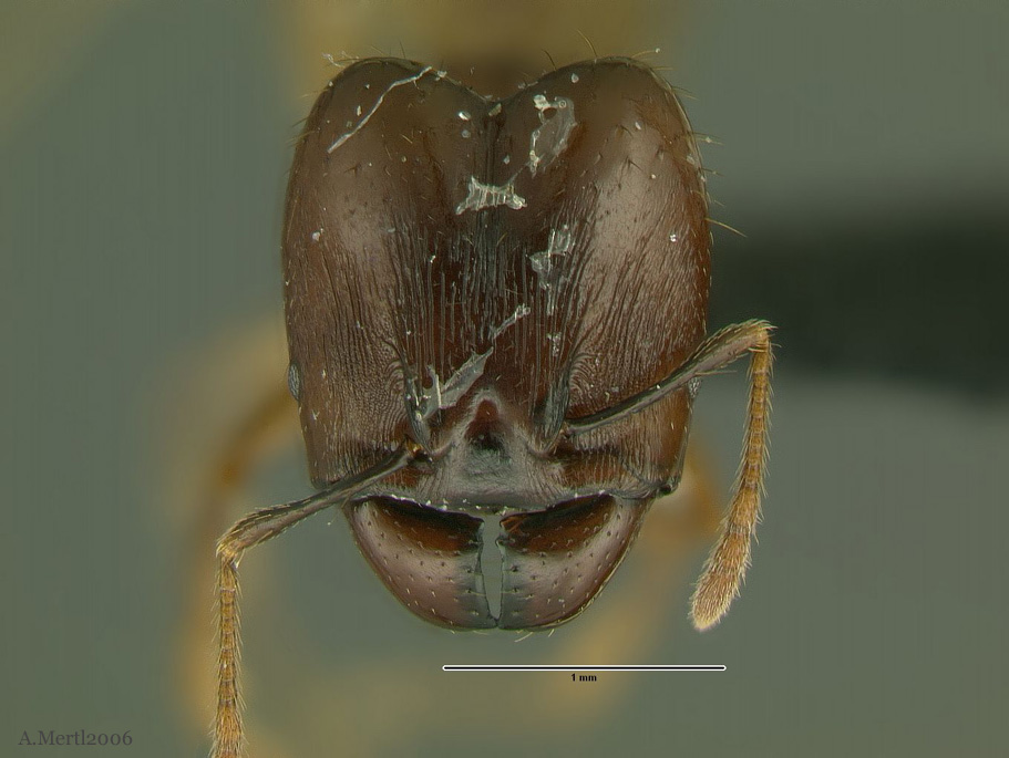 pheidole sarpedon