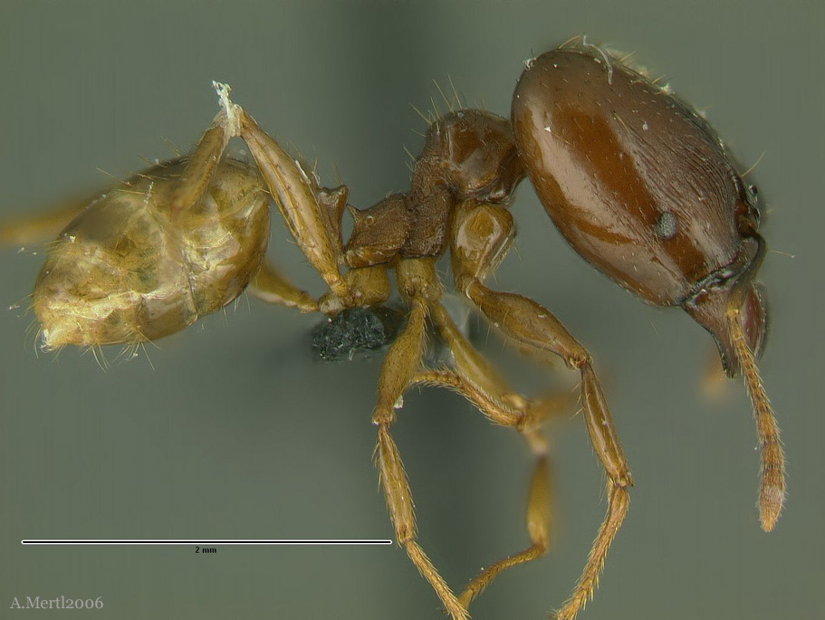 pheidole sarpedon