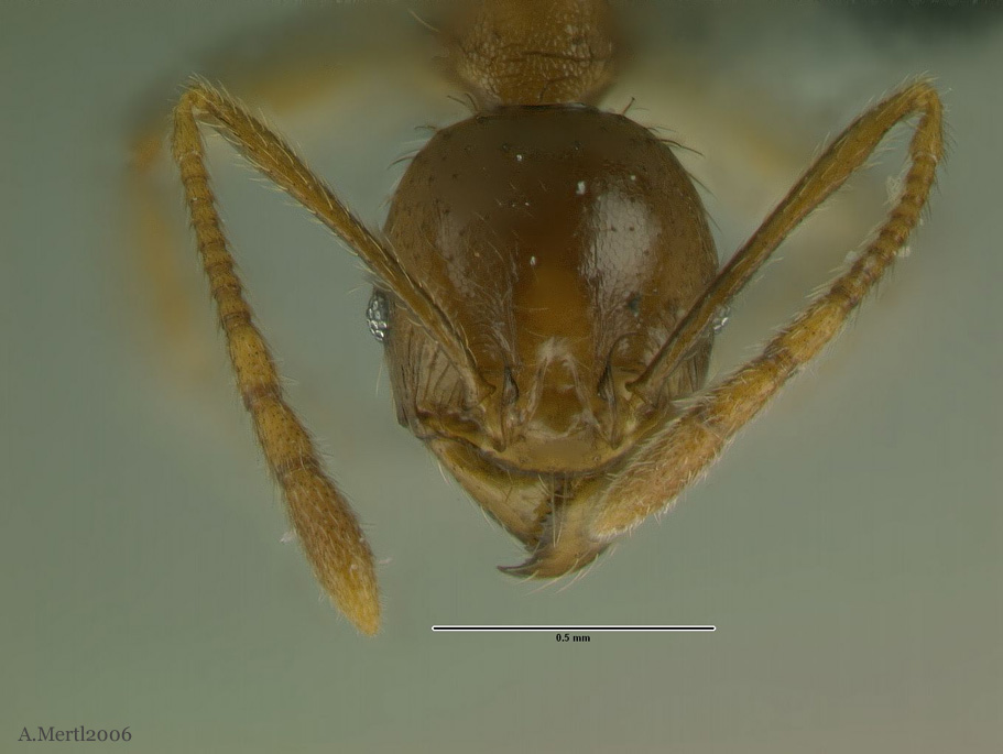 pheidole sarpedon