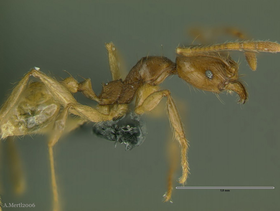 pheidole sarpedon