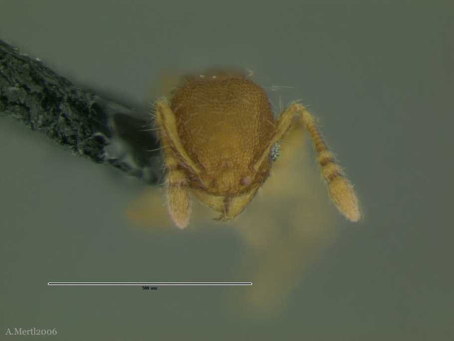 pheidole scalaris