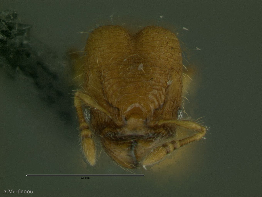 pheidole scalaris