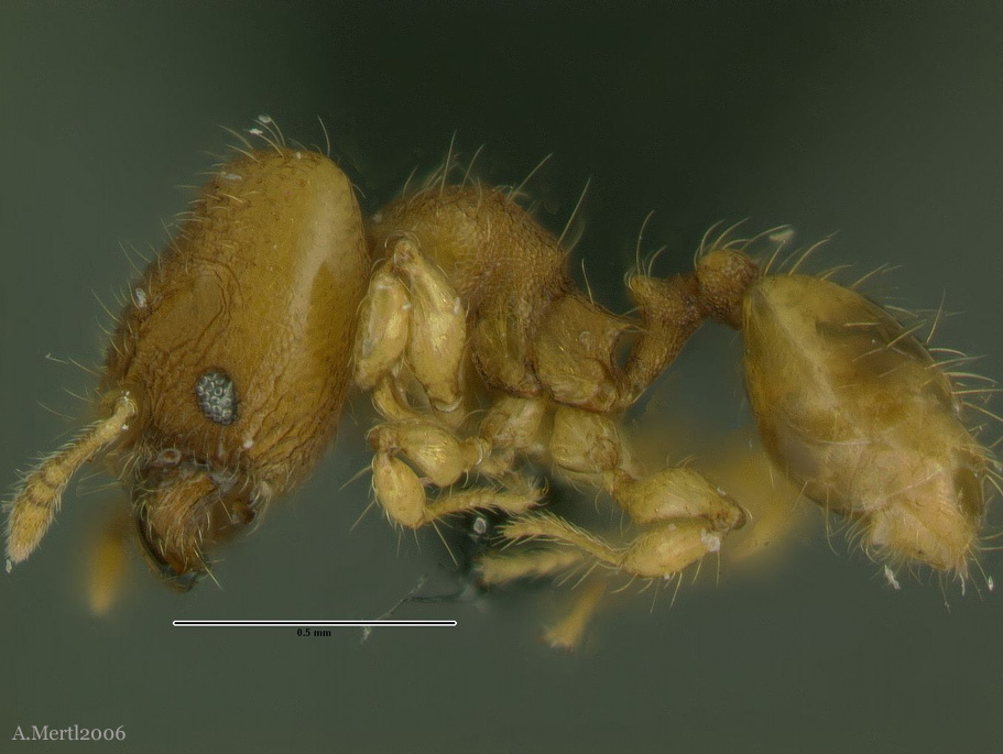 pheidole scalaris