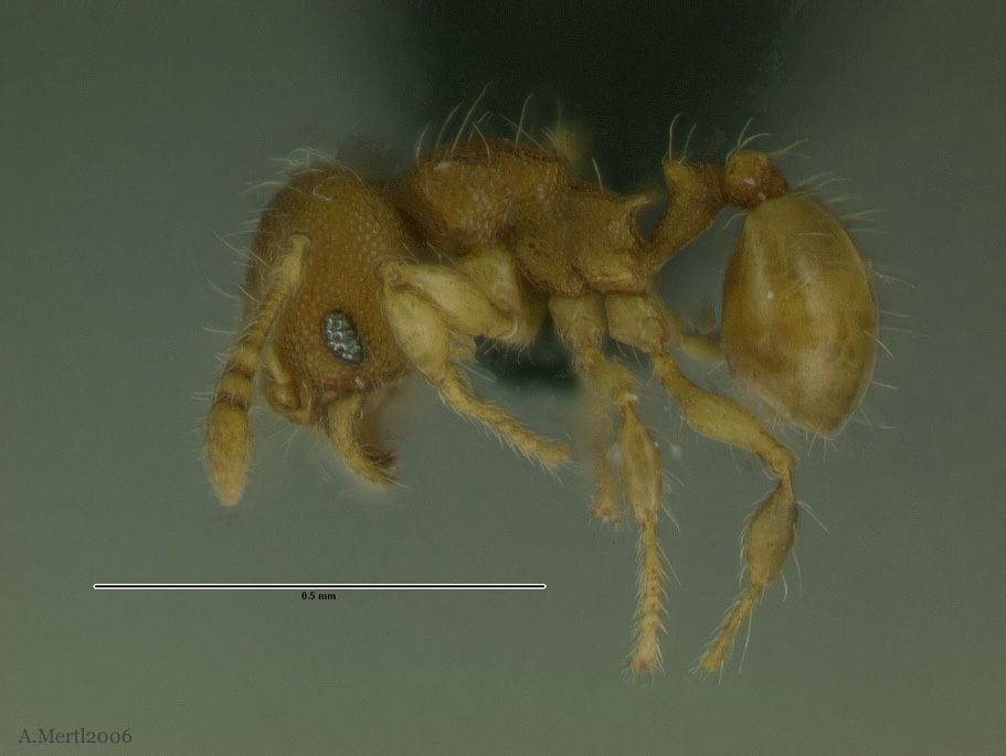 pheidole scalaris