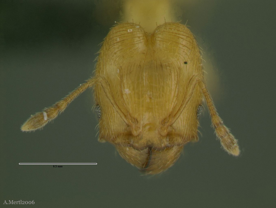 pheidole scolioceps