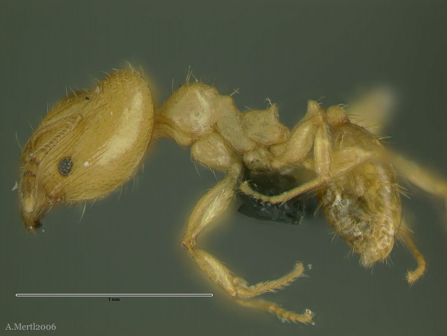 pheidole scolioceps