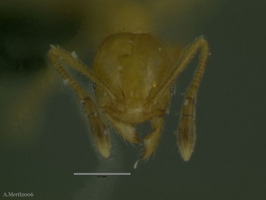 pheidole scolioceps