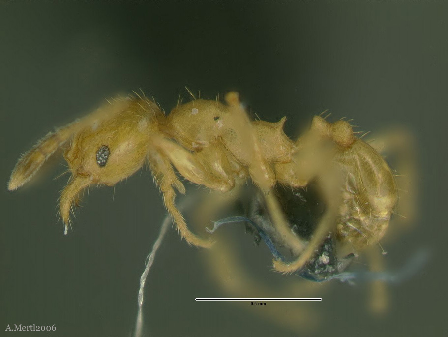 pheidole scolioceps