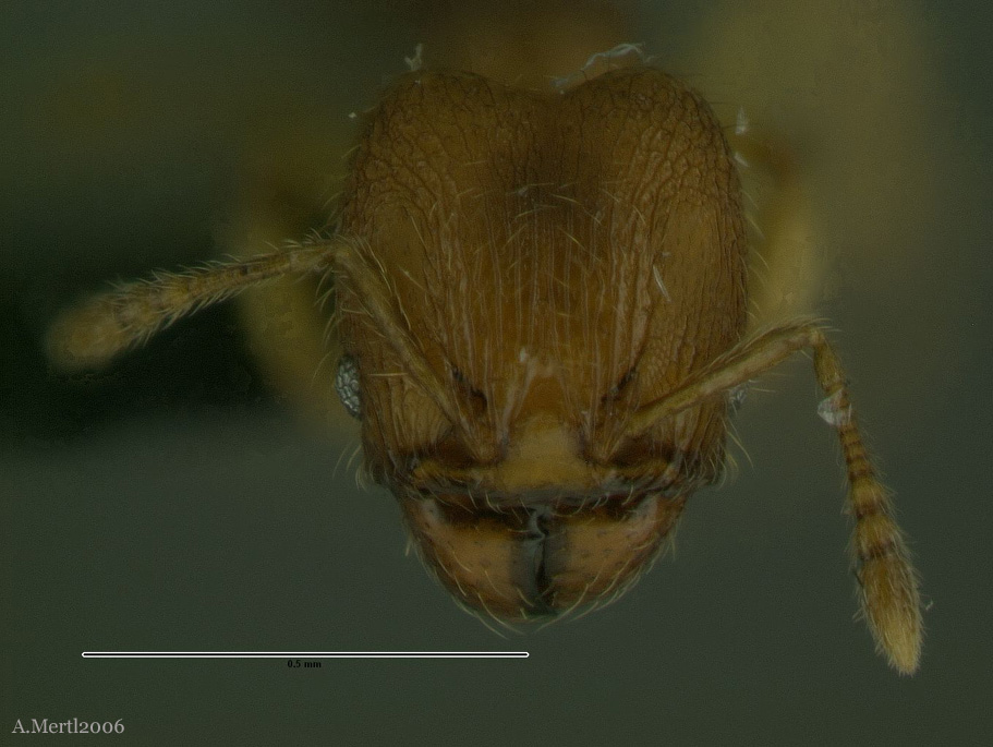 pheidole sospes