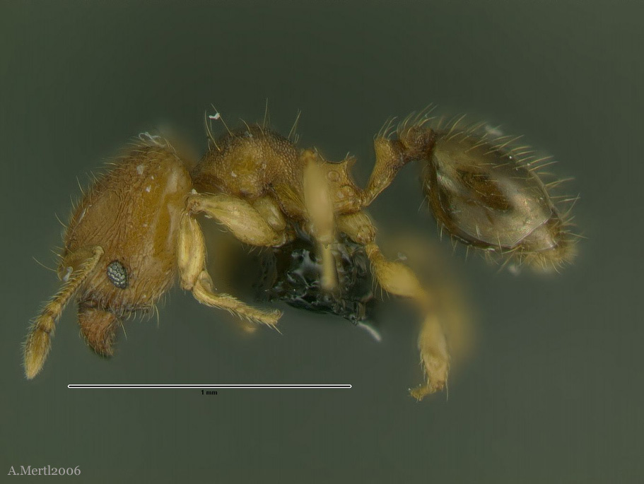 pheidole sospes