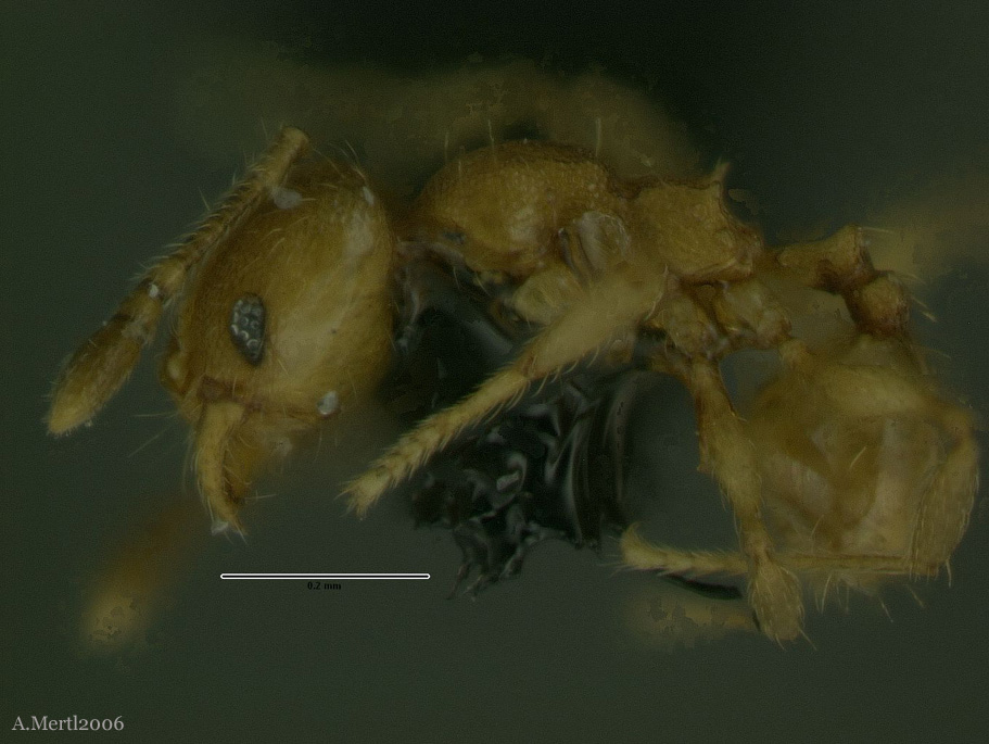 pheidole sospes