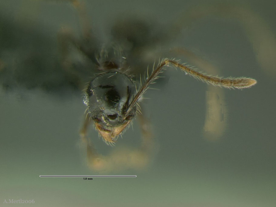 species near nesiota