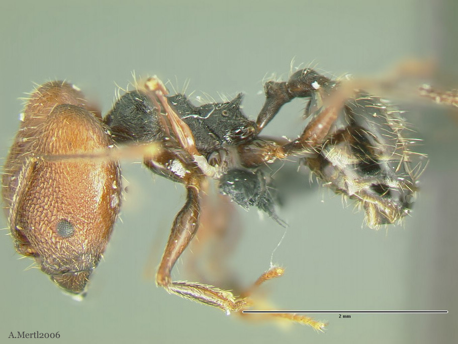 pheidole tobini