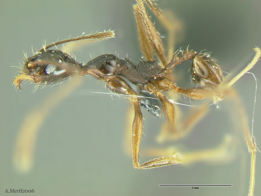 pheidole tobini