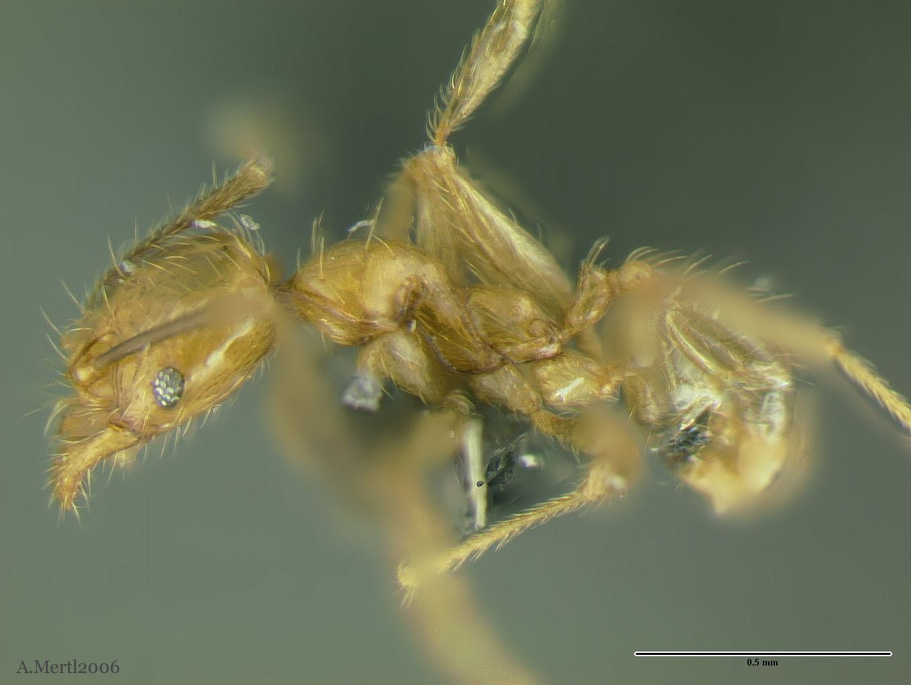 pheidole triplex