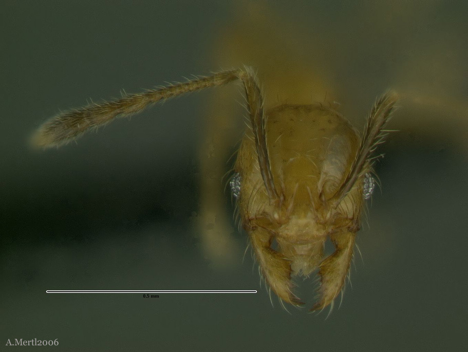 pheidole triplex