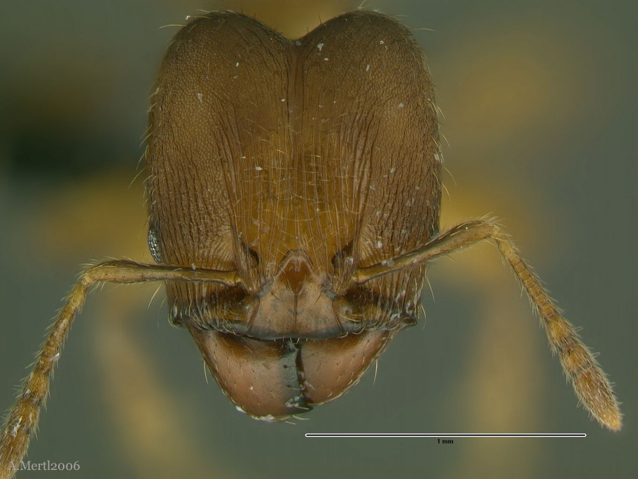 pheidole tristicula