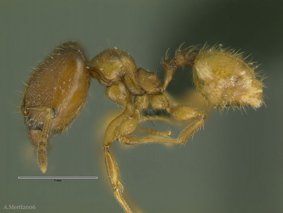 pheidole tristicula