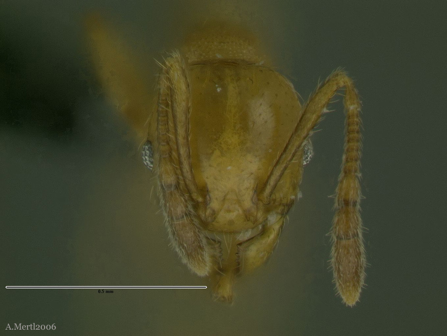 pheidole tristicula