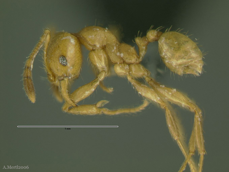 pheidole tristicula