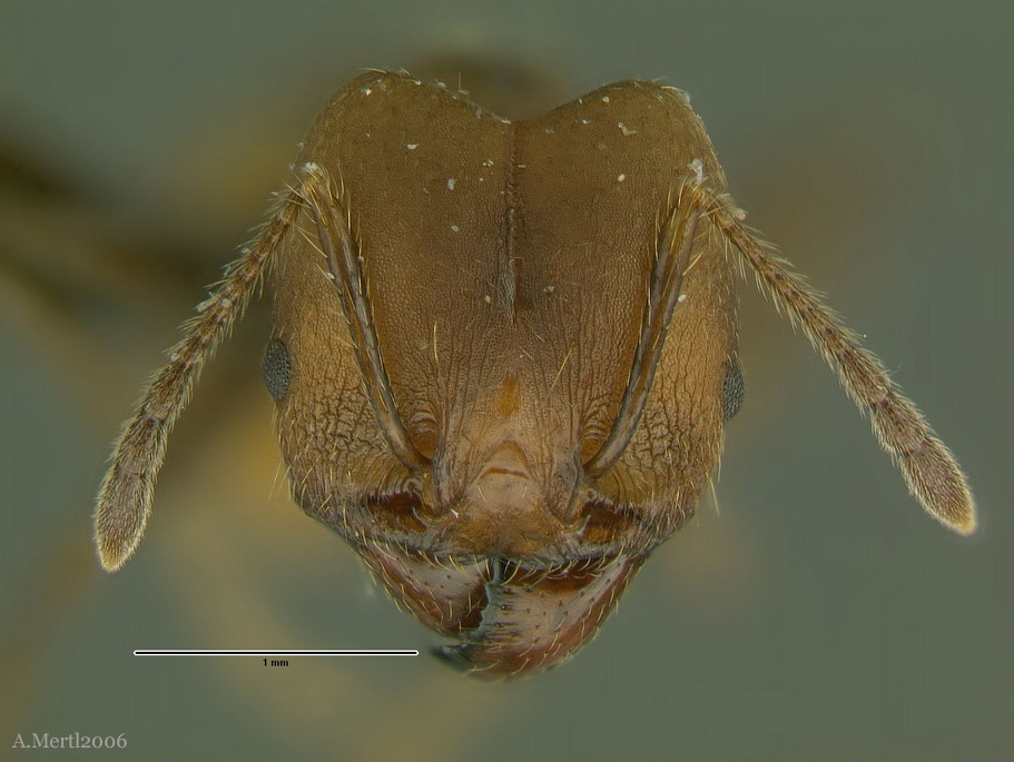 pheidole xanthogaster