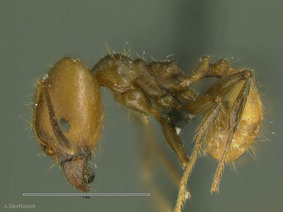 pheidole xanthogaster