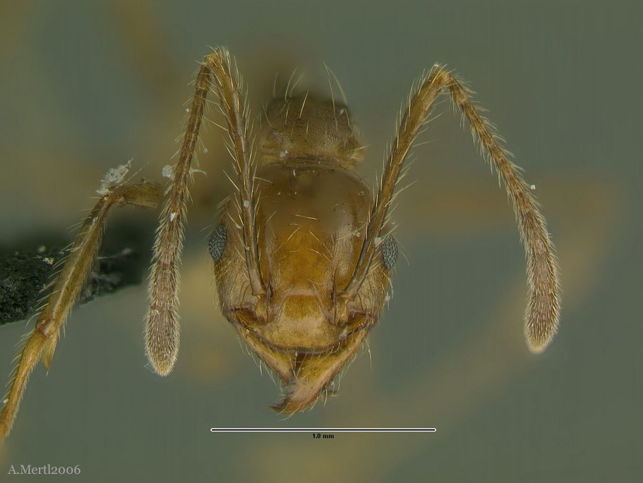 pheidole xanthogaster