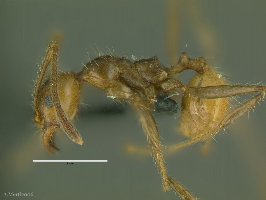 pheidole xanthogaster